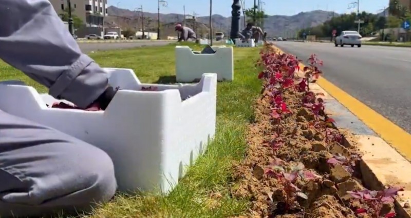 نجران تتزين بالزهور الموسمية لتعزيز المشهد الجمالي