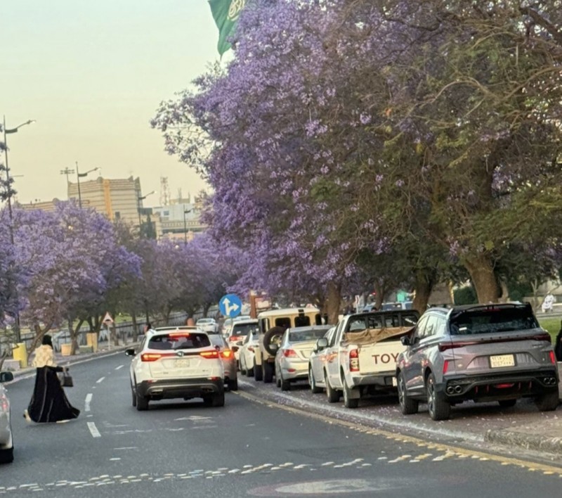 عسير تتوشّح بالأرجوان… موسم الجاكرندا يرسم لوحة الجمال ويعزّز جاذبية المنطقة السياحية