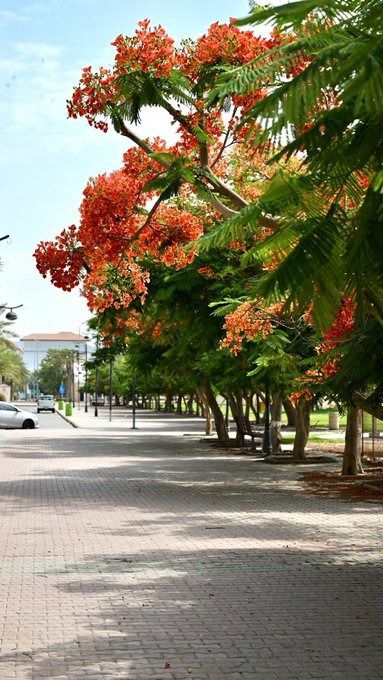 أشجار البنسيان تضفي لمسة جمالية على المشهد الحضري بنجران