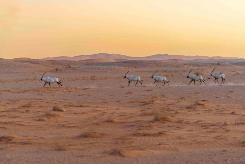 مركز تنمية الحياة الفطرية يعزز حماية التنوع الأحيائي ببرامج وطنية مستدامة