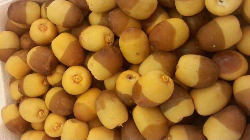 رطب الغر والباميا ينعشان أسواق الأحساء