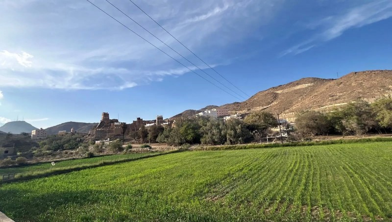 التثميم.. موروث زراعي يدعم محصول الذرة بعسير