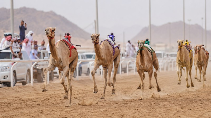 سباق الهجن بنجران.. 17 شوطًا تحسمها النخبة