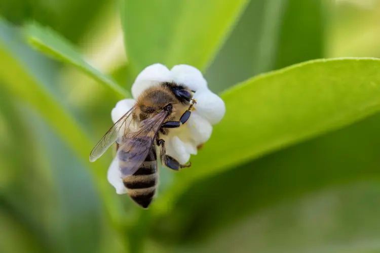 تنوع بيئي وزراعي يعزز إنتاج العسل في الجوف