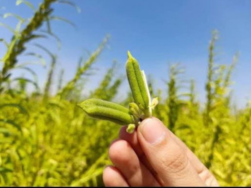 السمسم ثروة زراعية وغذائية تعزز الأمن الغذائي وترفع كفاءة الإنتاج