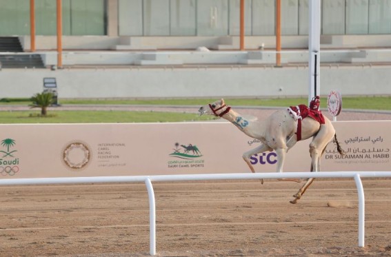 "بارود" تحتفظ بالتوقيت الأفضل في منافسات "اللقايا" بمهرجان ولي العهد للهجن