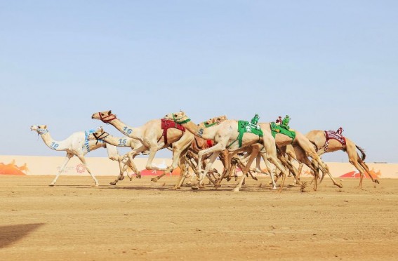 غداً انطلاق فئة "جذاع" في مهرجان ولي العهد للهجن