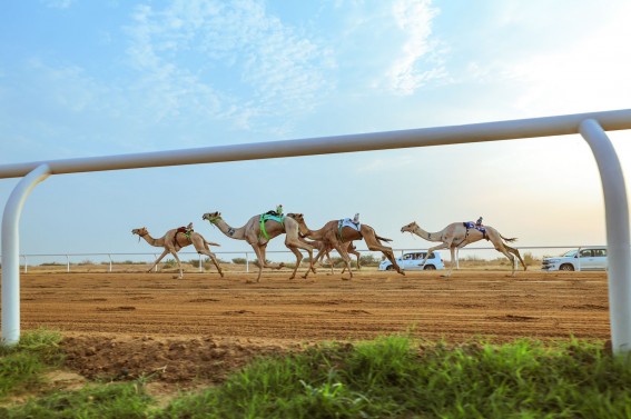 مهرجان ولي العهد بالطائف يختتم مرحلته التمهيدية