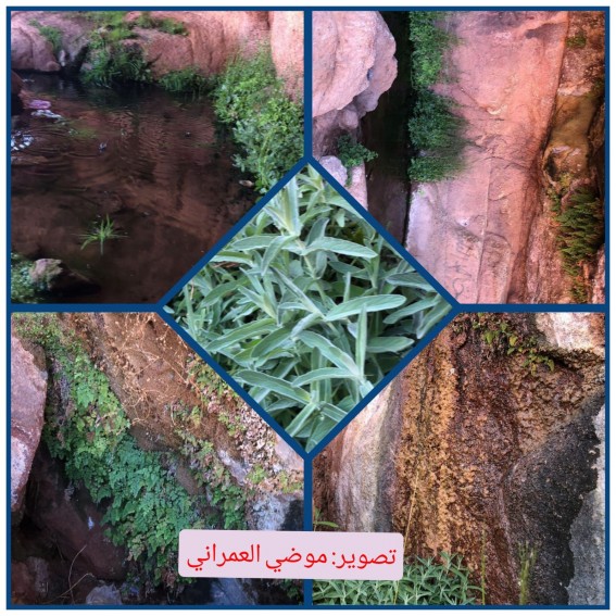 جبل القطار ... موسيقى ربانية