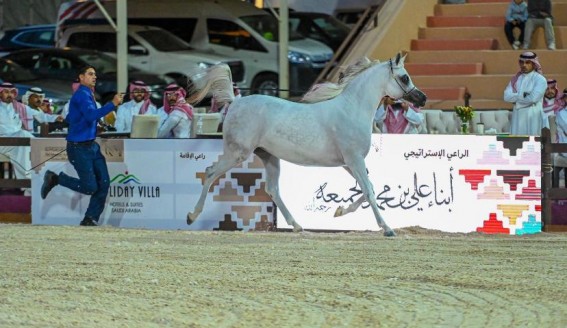 انطلاق منافسات بطولة حائل الدولية لجمال الخيل العربية الأصيلة 2024م في نسختها الثالثة