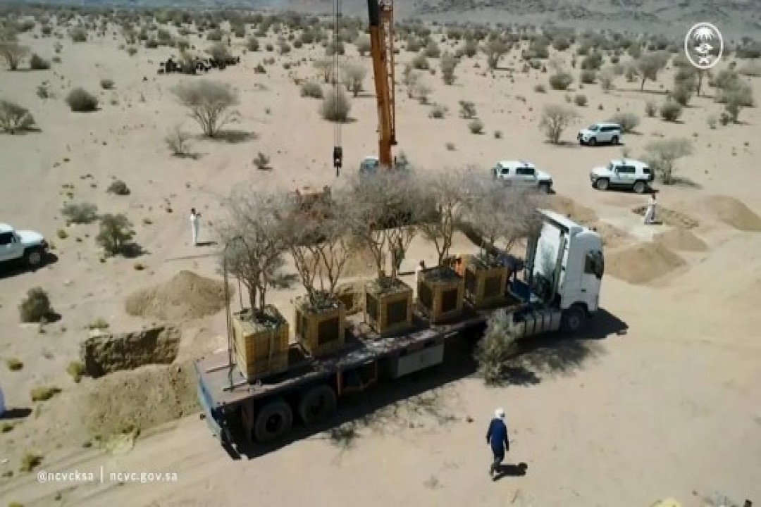 نقل دقيق لأشجار معمّرة في المدينة المنورة ضمن جهود الحفاظ على الغطاء النباتي