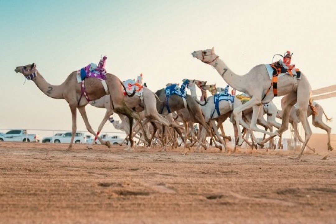 الطائف تحتضن انطلاق سباقات الهجن بـ639 شوطًا وجوائز تفوق 7.5 مليون ريال