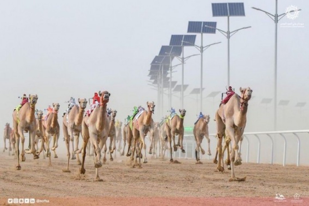 الاتحاد السعودي للهجن يطلق سباق الطائف للموسم الثاني على التوالي