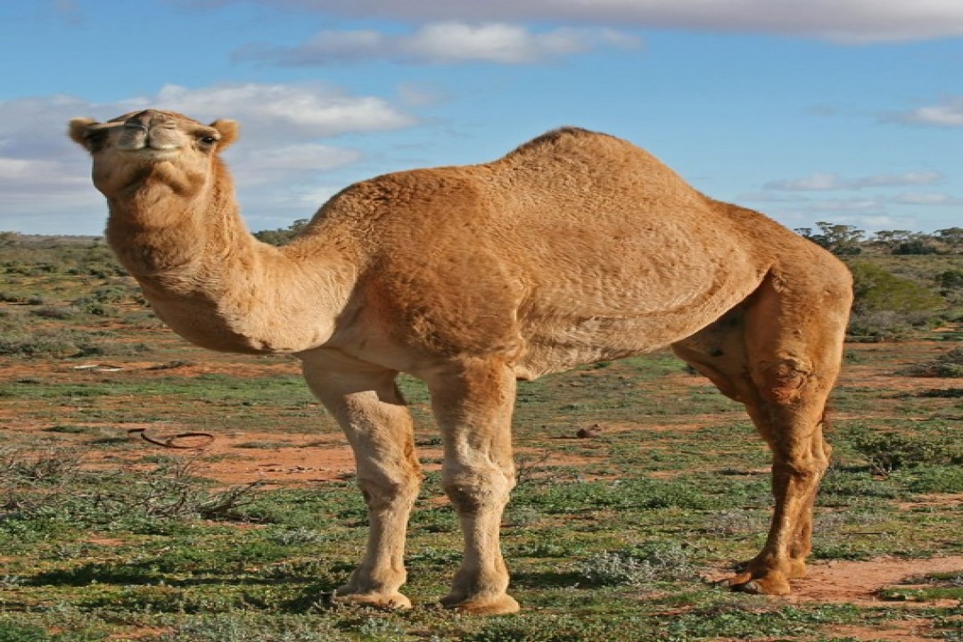 مرض غامض يصيب ناقة ويشعل تفاعلاً واسعًا على مواقع التواصل