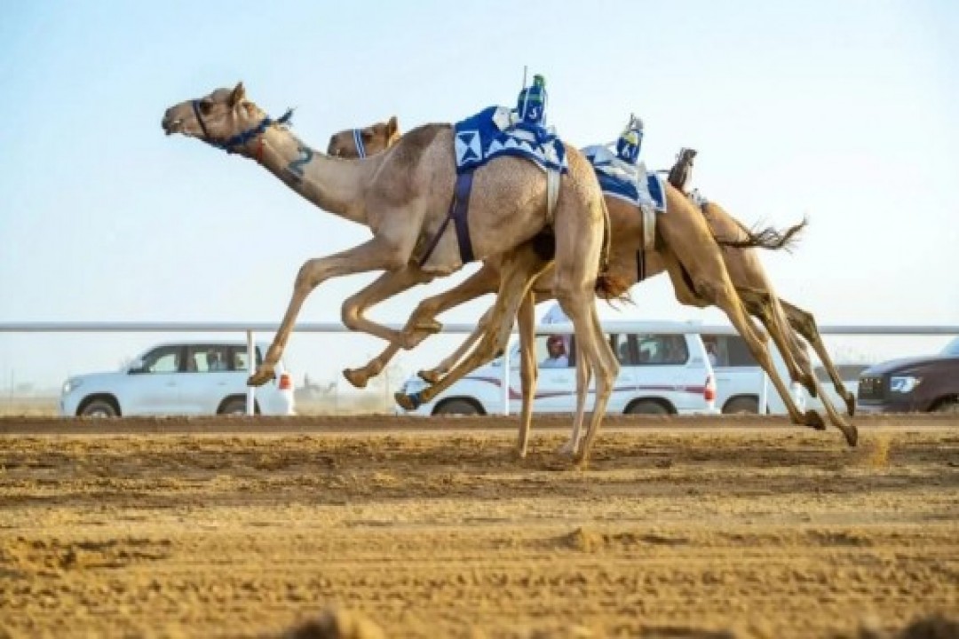نتائج سباق "الجذاع فما فوق" في ميدان الهجن بنجران