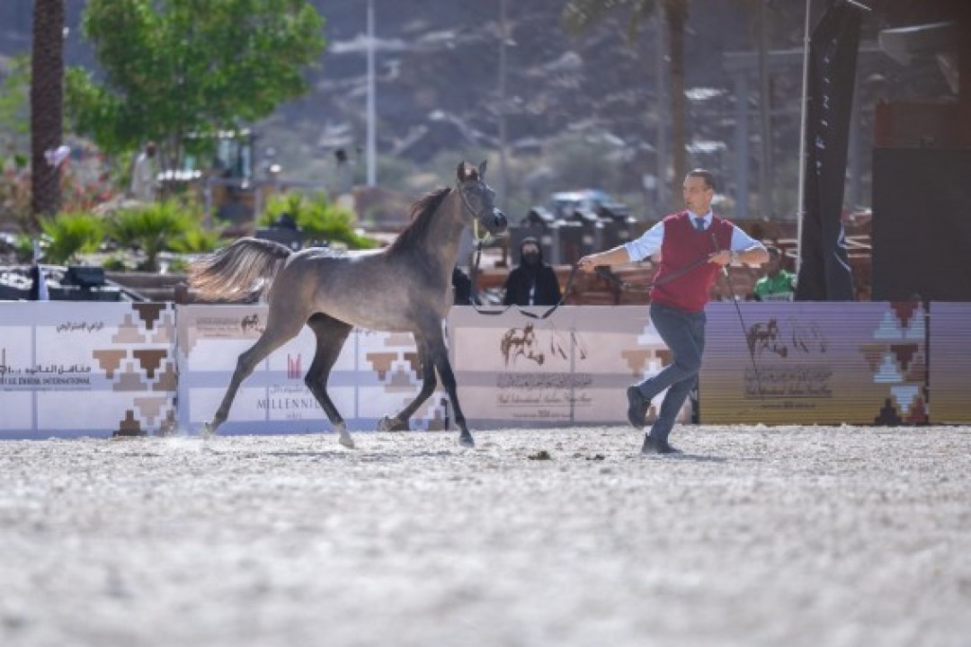 حائل تتلألأ بأصالة الخيل العربية في نوفمبر