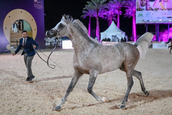 حائل تتلألأ على صهوات الأصالة بانطلاق بطولة الخيل العربية الدولية