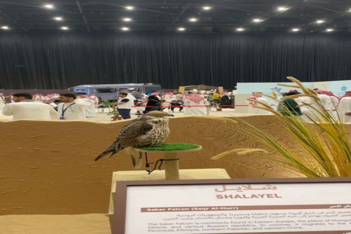 كأس الصقور 2025 يشهد منافسات قوية لأشواط الملاك