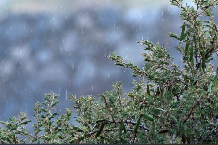 المركز الوطني يُتم فرز بذور الطلح بعسير