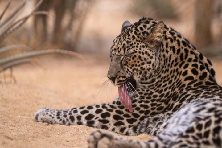 العُلا تطلق حملة "رحلة أمل" لإنقاذ النمر العربي