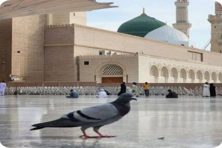 إمام المسجد النبوي يحثّ على اغتنام العشر الأواخر وتحري ليلة القدر