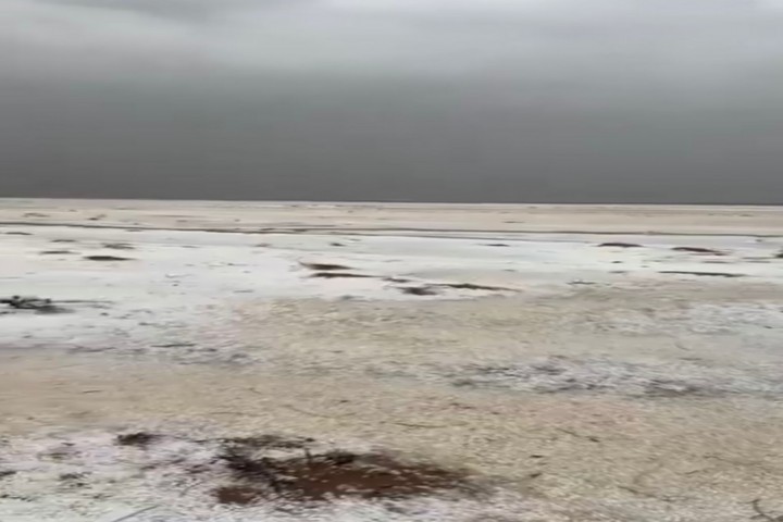 بردية كثيفة تستقطب الزوار غرب القصيم