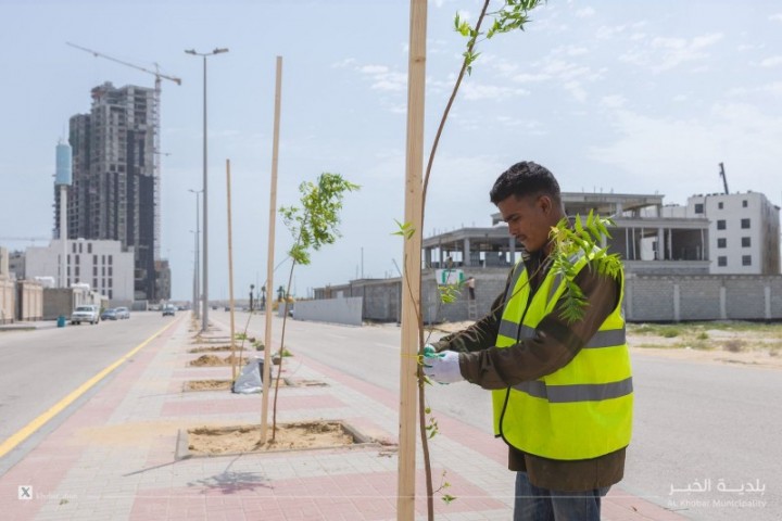 بلدية الخبر تزرع 600 شجرة في حي البحر لتعزيز الغطاء النباتي