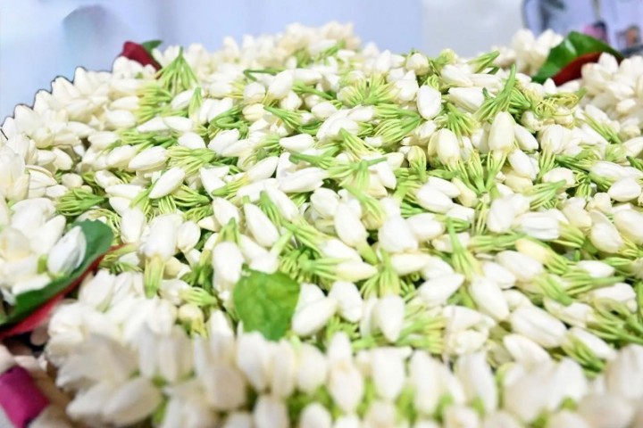 الفُل والنباتات العطرية تزيّن أجواء عيد الأضحى في جازان