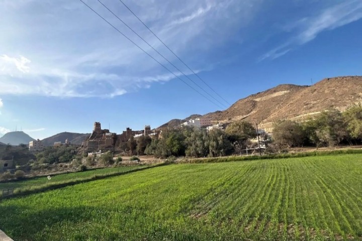 التثميم.. موروث زراعي يدعم محصول الذرة بعسير