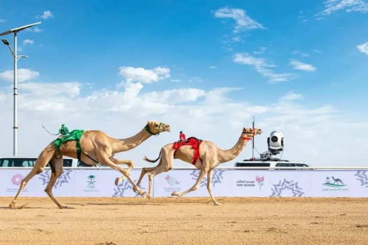 منافسات قوية بين ملاك الهجن والمضمرين وسط حضور ومشاركة واسعة