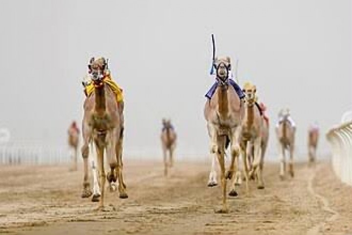 27 شوطًا تشعل منافسات المفاريد في نجران